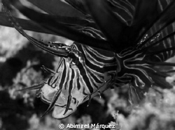 Lionfish, Crash Boat Pier, Aguadilla, P.R. by Abimael Márquez 